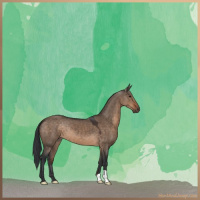 Horse Color:Brown Dun 