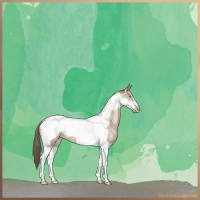 Horse Color:Grullo Pearl Tobiano Frame 
