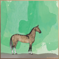 Horse Color:Buckskin Dun Sabino Brindle 