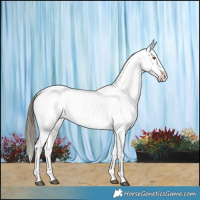 Horse Color:White Spotted Buckskin Dun Near Leopard 