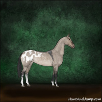 Horse Color:Brown Roan Dun Sabino Appaloosa 