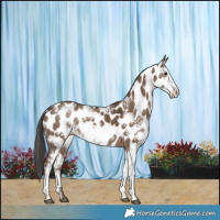 Horse Color:Liver Red Dun Sabino Appaloosa Brindle 