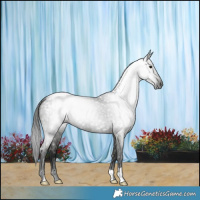 Horse Color:Gray Smoky Blue Roan Appaloosa 