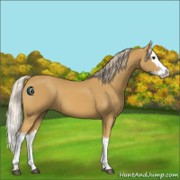 Horse Color:Palomino Splash 