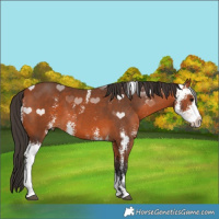 Horse Color:Bay Sabino