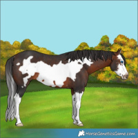 Horse Color:Brown Sabino Splash Frame Rabicano