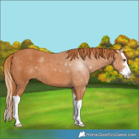 Horse Color:Chestnut Splash