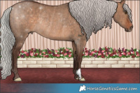 Horse Color:Silver Bay Dun Rabicano 