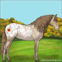 Horse Color:Blue Roan Pearl Appaloosa 