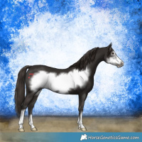 Horse Color:Liver Chestnut Frame 