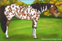 Horse Color:Bay Appaloosa 