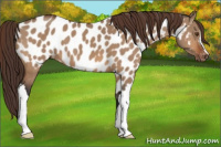 Horse Color:Bay Dun Appaloosa 
