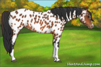 Horse Color:Bay Appaloosa 
