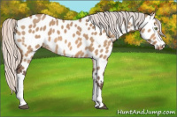 Horse Color:Silver Bay Dun Appaloosa 