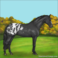 Horse Color:Blue Roan Appaloosa 