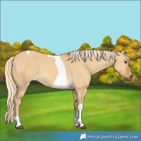 Horse Color:Palomino Dun Tobiano 
