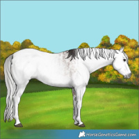 Horse Color:Gray Bay Sabino Rabicano  and Gray Bay Sabino Splash Rabicano 