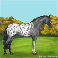 Horse Color:Blue Roan Appaloosa 