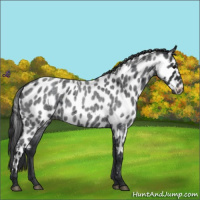 Horse Color:Blue Roan Leopard 