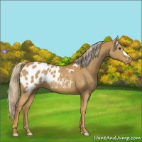 Horse Color:Palomino Appaloosa