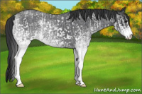 Horse Color:White Spotted Blue Roan Rabicano  and White Spotted Blue Roan Rabicano 