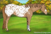 Horse Color:Chestnut Appaloosa 