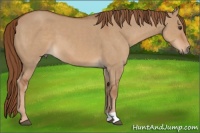Horse Color:Red Dun