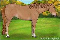 Horse Color:Red Roan