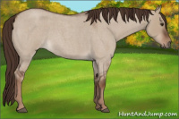 Horse Color:Liver Red Dun Roan