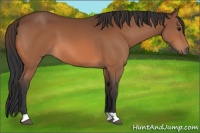 Horse Color:Bay 