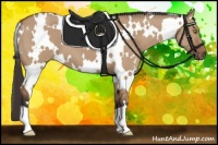 Horse Color:White Spotted Bay Dun 