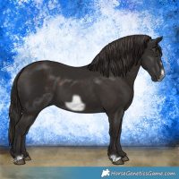 Horse Color:Liver Chestnut Frame 