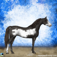 Horse Color:Liver Chestnut Frame 