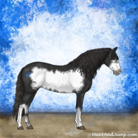 Horse Color:Liver Chestnut Frame