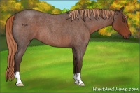 Horse Color:Liver Red Roan 