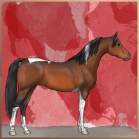 Horse Color:Bay Tobiano 