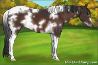 Horse Color:White Spotted Brown Tobiano Frame 
