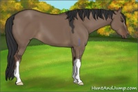 Horse Color:Liver Red Dun 