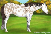 Horse Color:Bay Dun Splash Appaloosa 