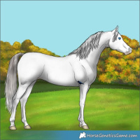Horse Color:White Spotted Classic Champagne Splash Rabicano
