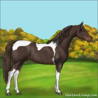 Horse Color:Liver Chestnut Tobiano Rabicano