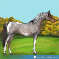 Horse Color:Liver Red Roan Tobiano 