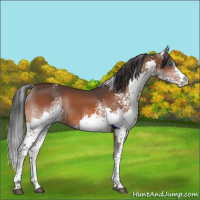 Horse Color:White Spotted Bay Splash Tobiano Rabicano 