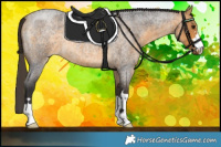 Horse Color:Buckskin Roan 