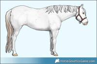 Horse Color:Liver Chestnut Pearl Sabino 