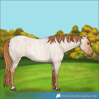 Horse Color:Red Dun Roan 