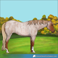 Horse Color:Red Roan Rabicano 