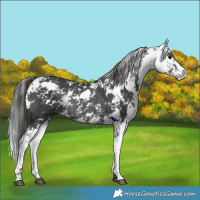 Horse Color:Black Sabino Rabicano 
