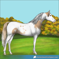 Horse Color:Red Dun Sabino Splash Tobiano Rabicano