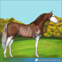 Horse Color:Chestnut Sabino Splash Rabicano 